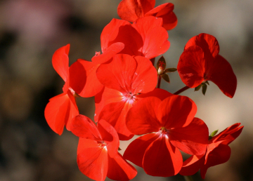 geranium